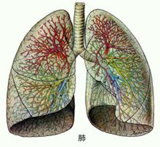 肺氣不足易氣短，人到中年要補肺