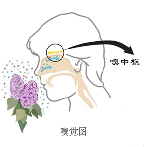 嗅覺不好，學(xué)學(xué)健鼻功