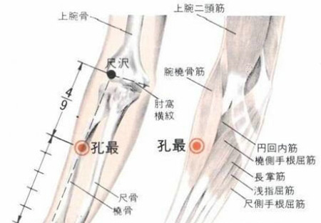 孔最穴→治咳嗽、氣喘
