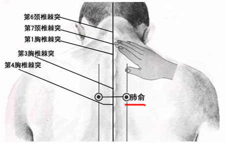 肺俞穴→治咳嗽、氣喘