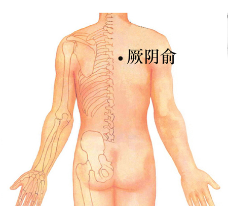 厥陰俞穴→治咳嗽、心痛