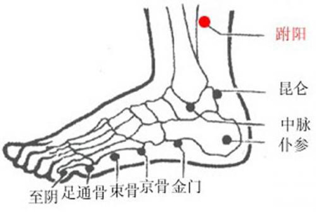 跗陽穴→治頭痛、腰骶痛