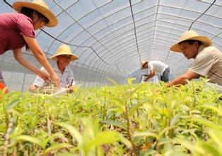 中草藥質(zhì)量監(jiān)管，從規(guī)范中藥材種植采集開始