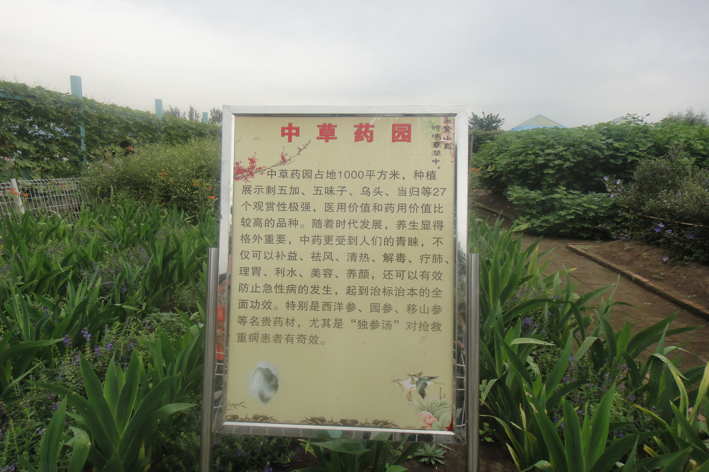 光澤著力推動藥材產(chǎn)業(yè)做大做強