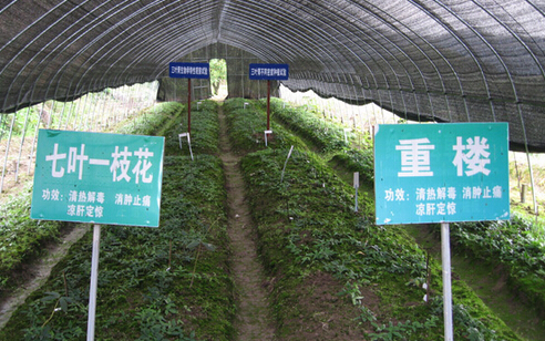 廣東第一險(xiǎn)峰要培植5000畝中藥基地