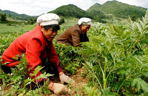 中藥材種植：都有哪些中藥材除草劑？