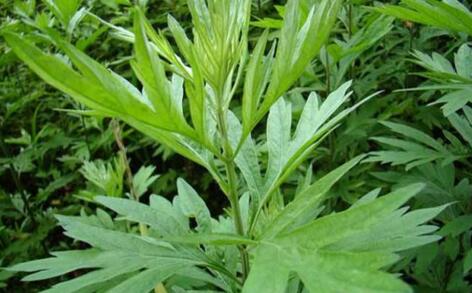 潼南國醫(yī)大講堂開講專家談中醫(yī)急救