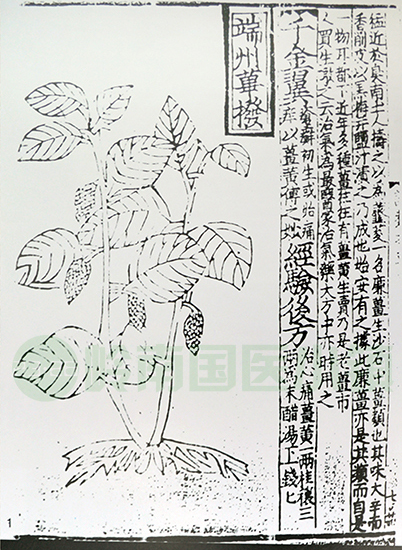 《證類(lèi)本草》書(shū)影