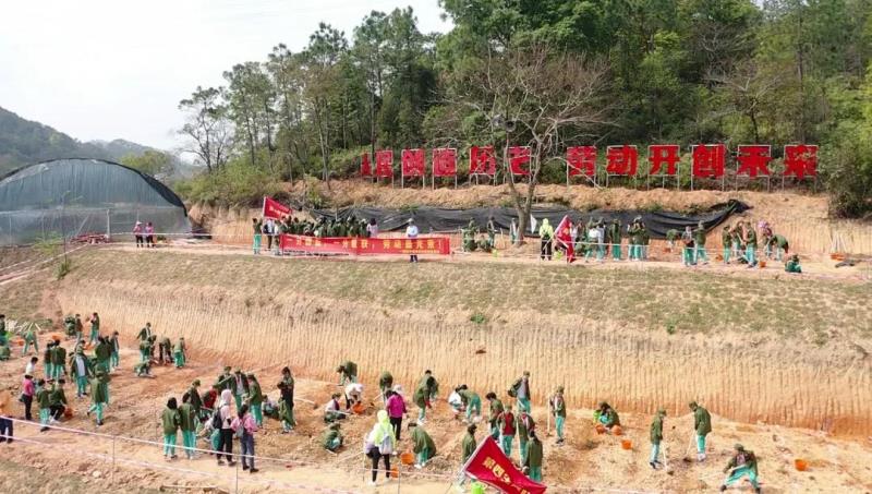 勞動實(shí)踐：種植艾草