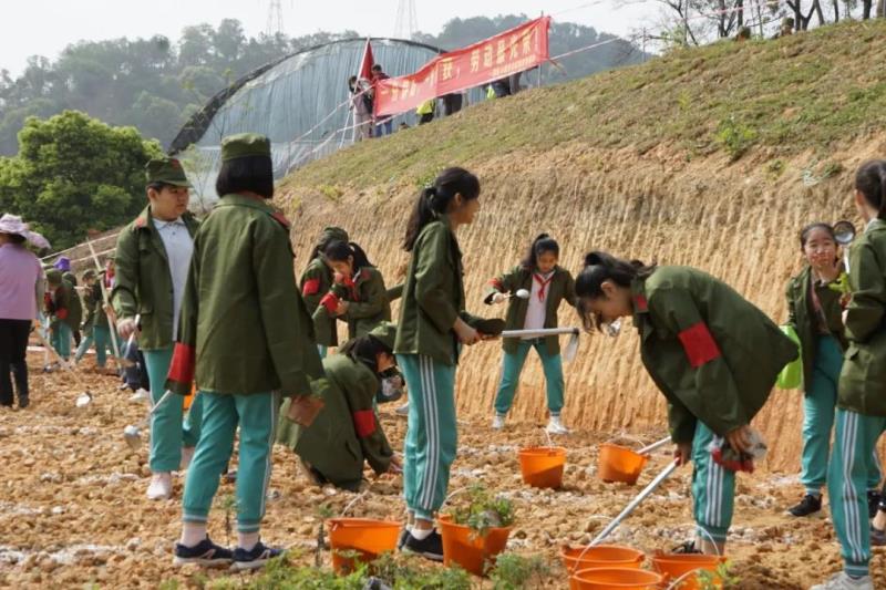 勞動實(shí)踐：種植艾草