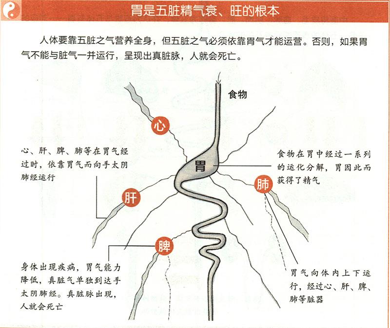 胃有什么重要性？