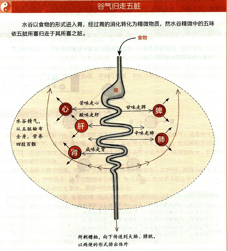 食物在體內(nèi)如何運化？