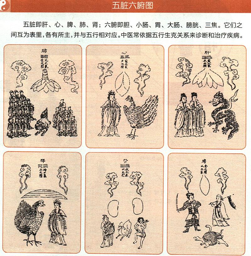 臟腑各有什么功能？