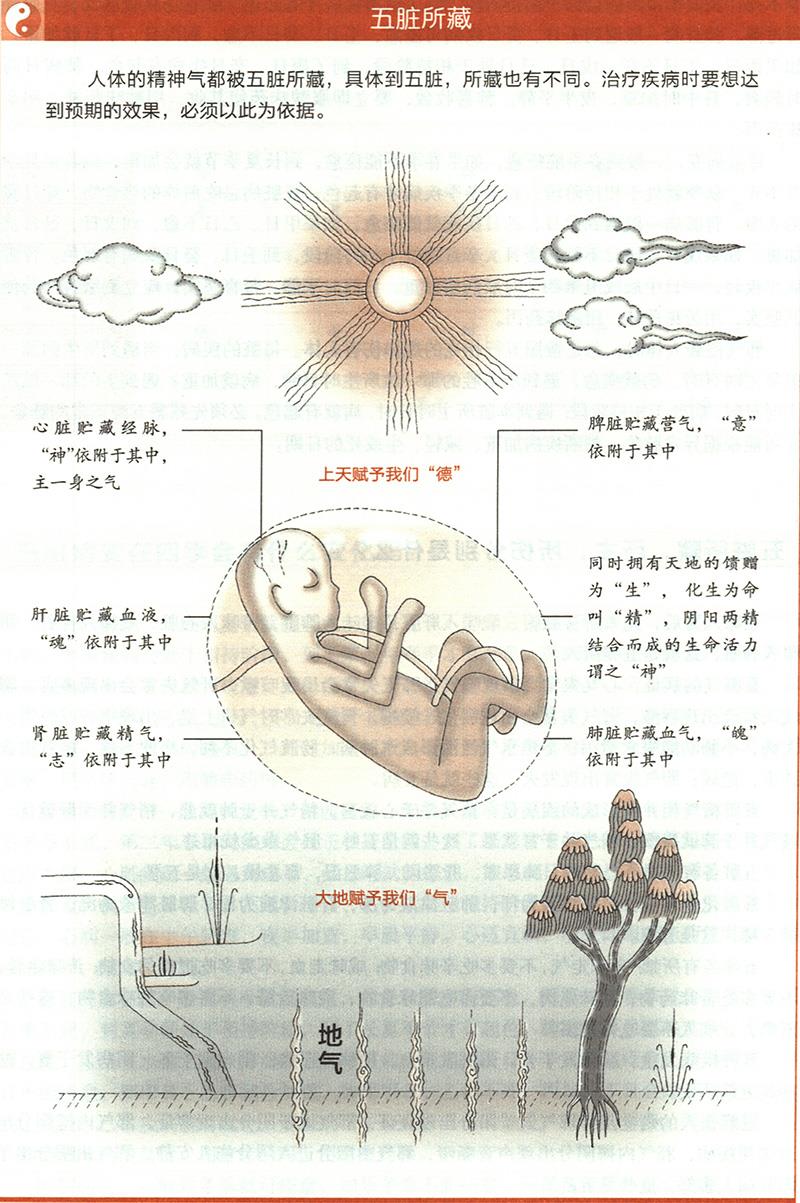 五臟所藏，所主，所傷分別是什么？
