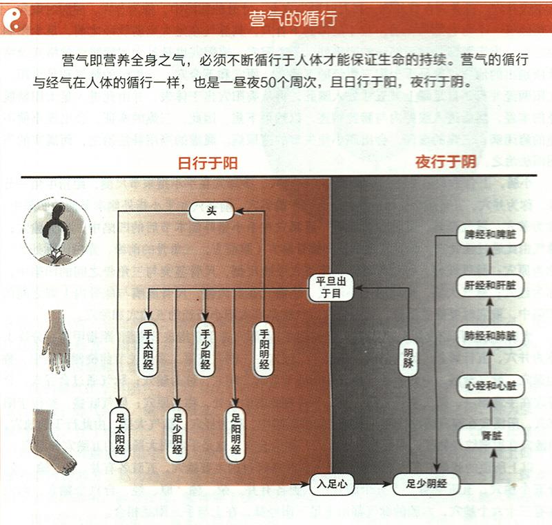 營氣在體內(nèi)是如何循環(huán)的？