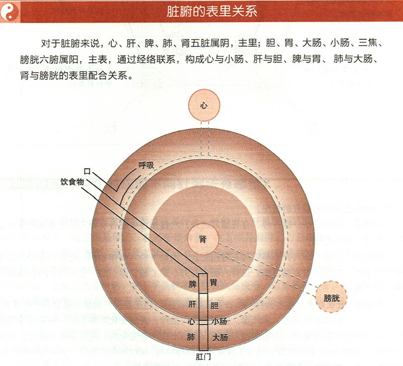 臟腑與各組織之間是什么關系？