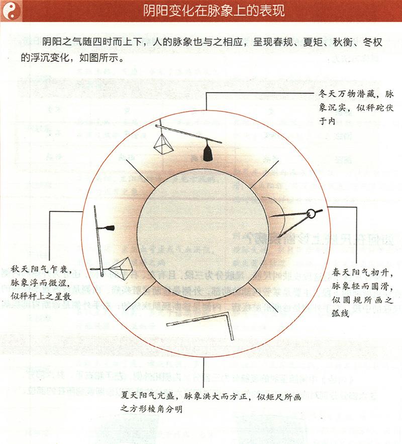 四時陰陽怎樣反映在脈象上？