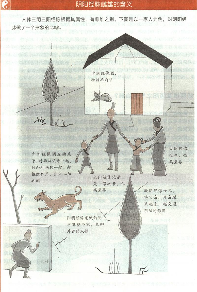 三陰三陽經(jīng)脈的雌雄是什么？