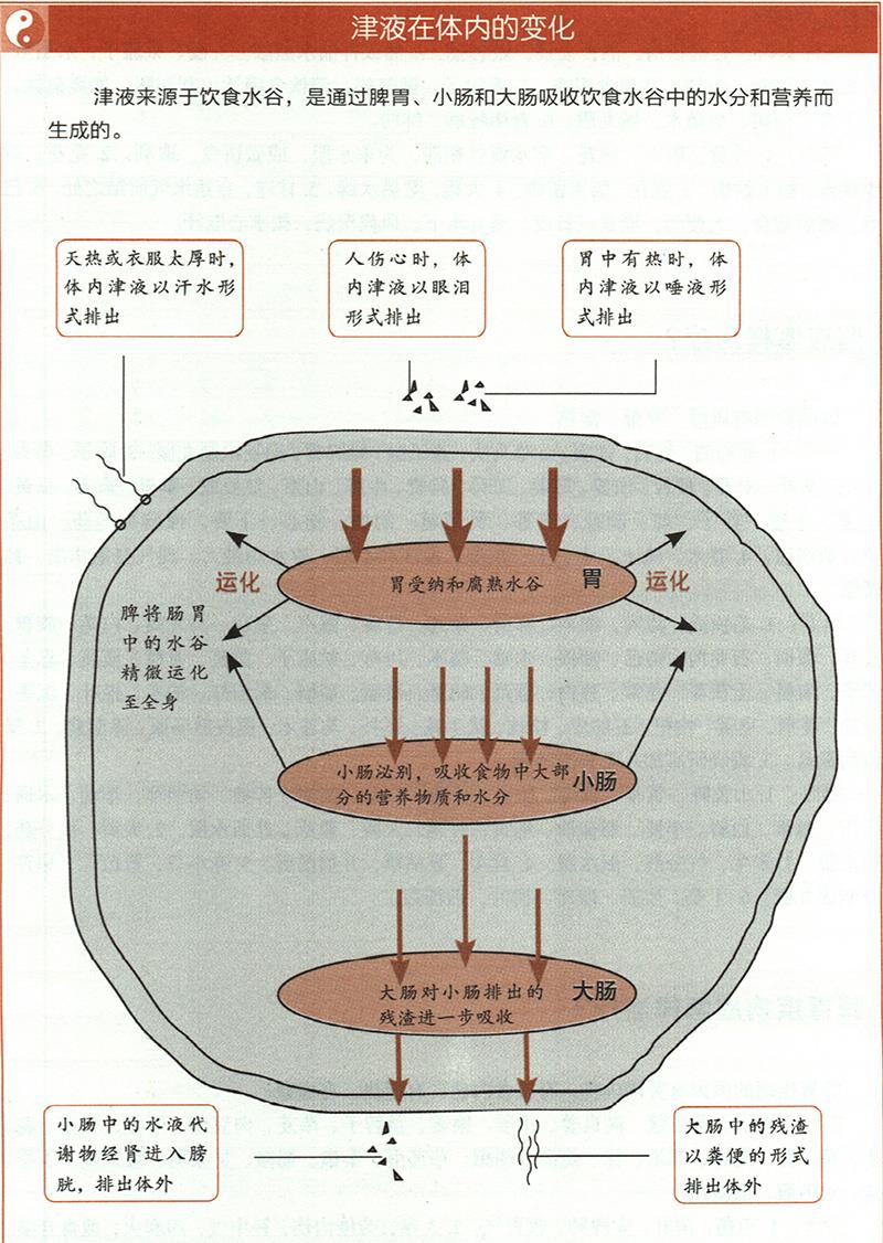 痰飲應(yīng)怎樣治療？