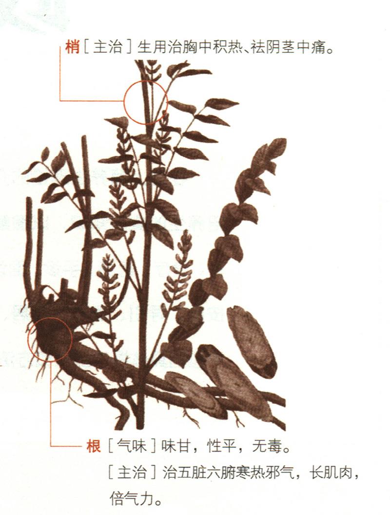 甘草具有哪些養(yǎng)生價值？