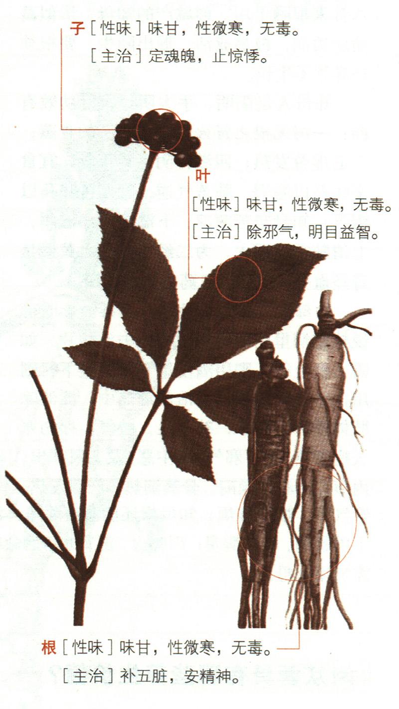 人參具有哪些養(yǎng)生價值？