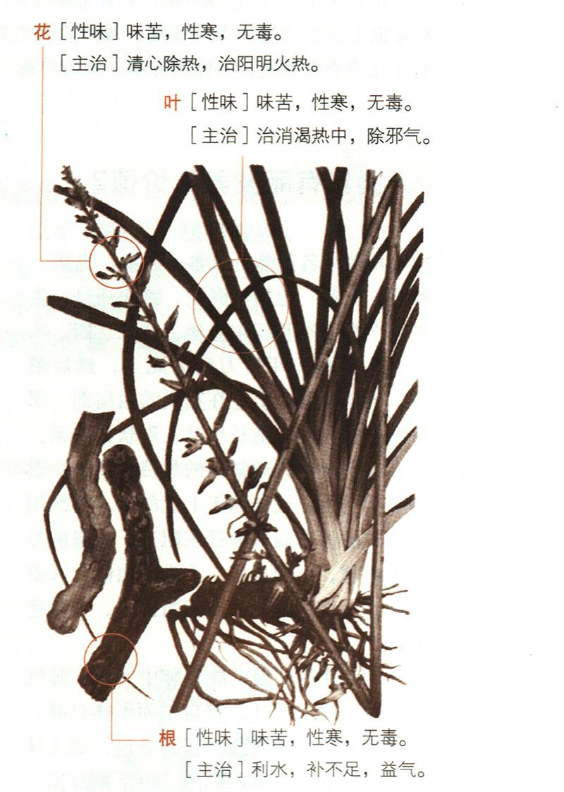 知母具有哪些養(yǎng)生價(jià)值？
