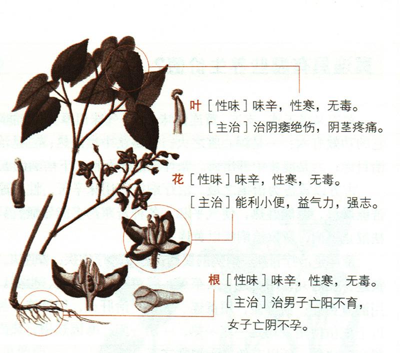 淫羊藿具有哪些養(yǎng)生價(jià)值？