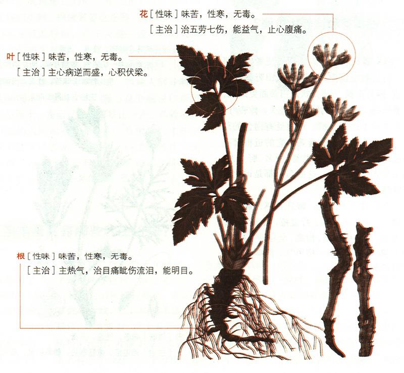 黃連具有哪些養(yǎng)生價(jià)值？
