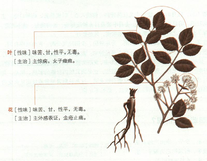 獨(dú)活具有哪些養(yǎng)生價(jià)值？