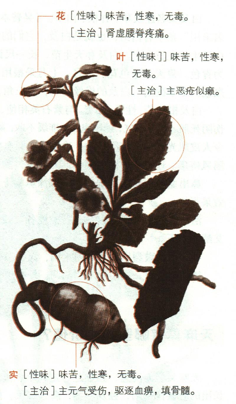 地黃具有哪些養(yǎng)生價(jià)值？
