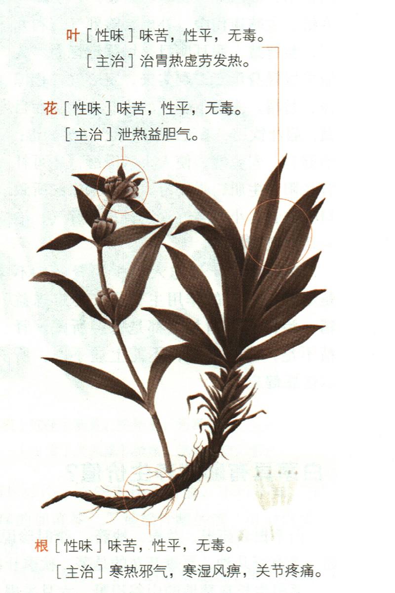 秦艽具有哪些養(yǎng)生價值？