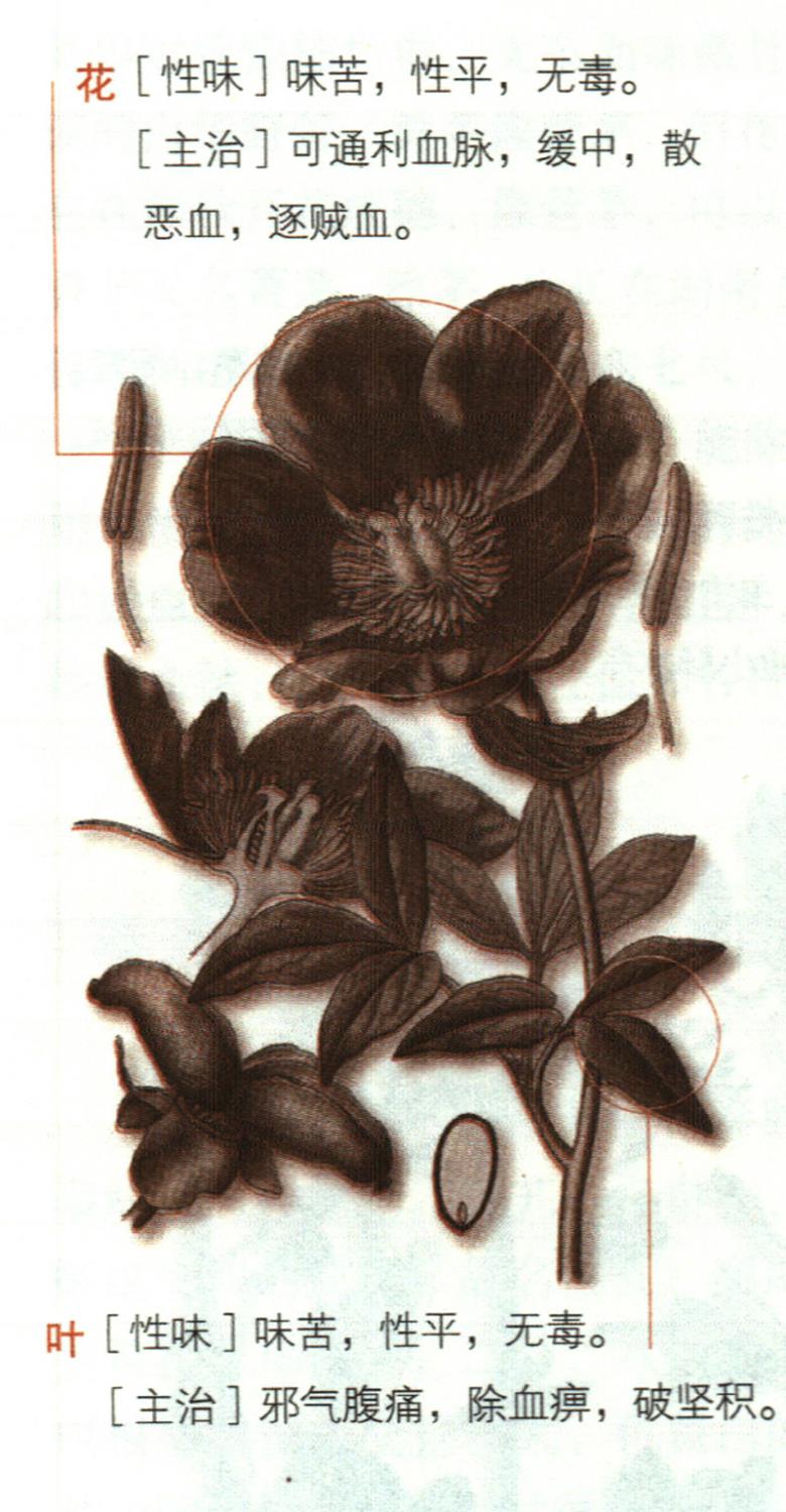 芍藥具有哪些養(yǎng)生價(jià)值？