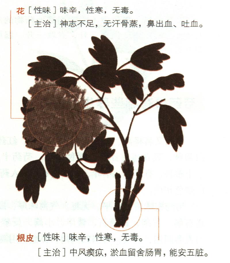 牡丹具有哪些養(yǎng)生價值？