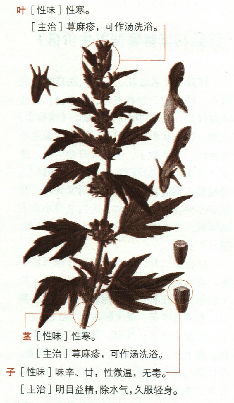 茺蔚子具有哪些養(yǎng)生價(jià)值？