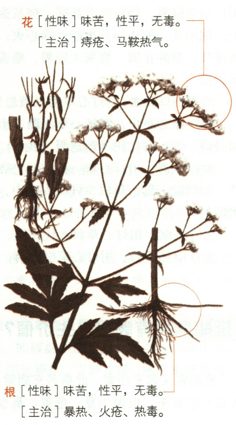 敗醬具有哪些養(yǎng)生價(jià)值？