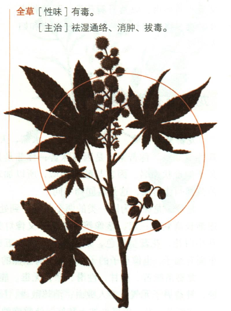 蓖麻具有哪些養(yǎng)生價值？