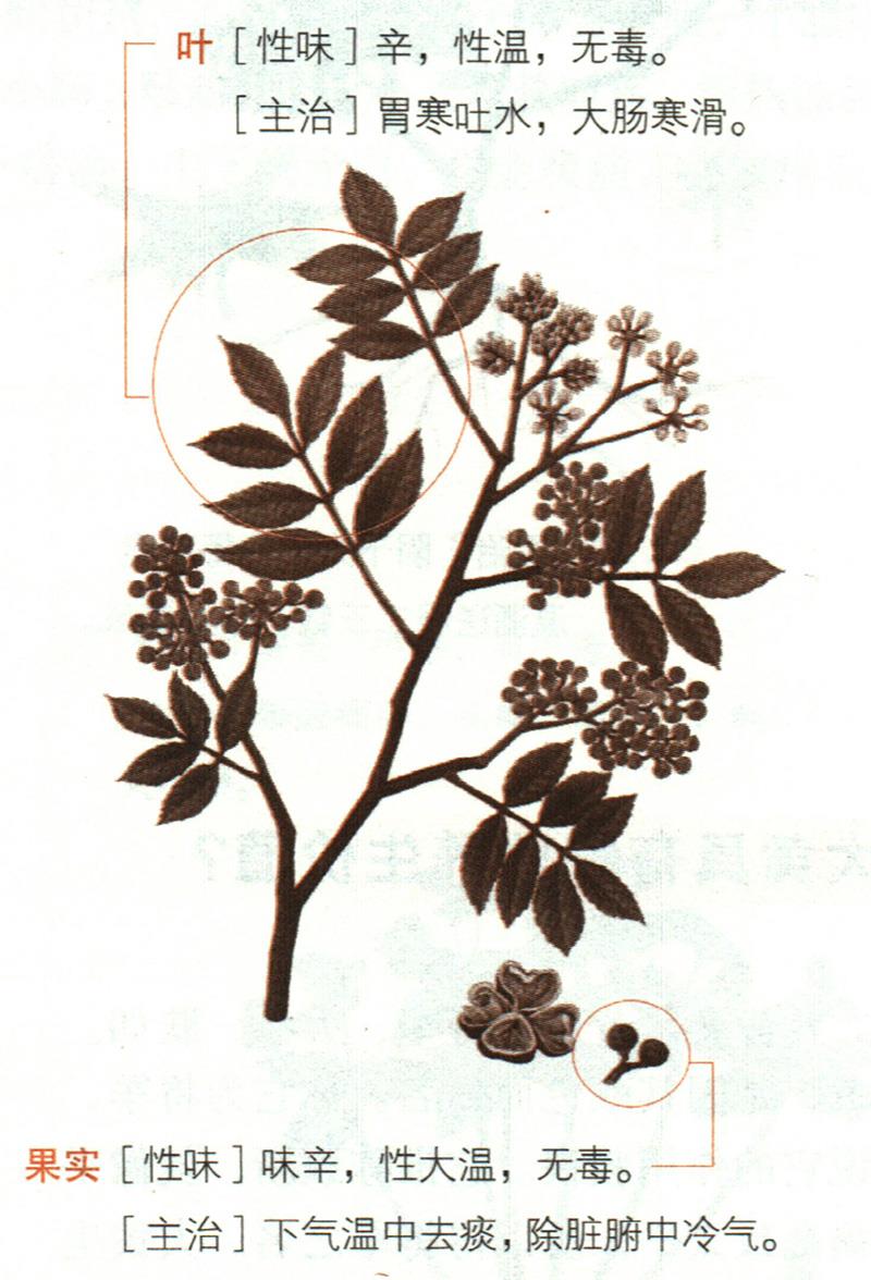 秦椒具有哪些養(yǎng)生價(jià)值？
