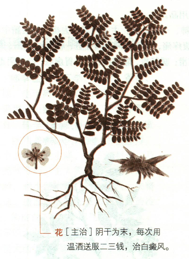 蒺藜具有哪些養(yǎng)生價(jià)值？