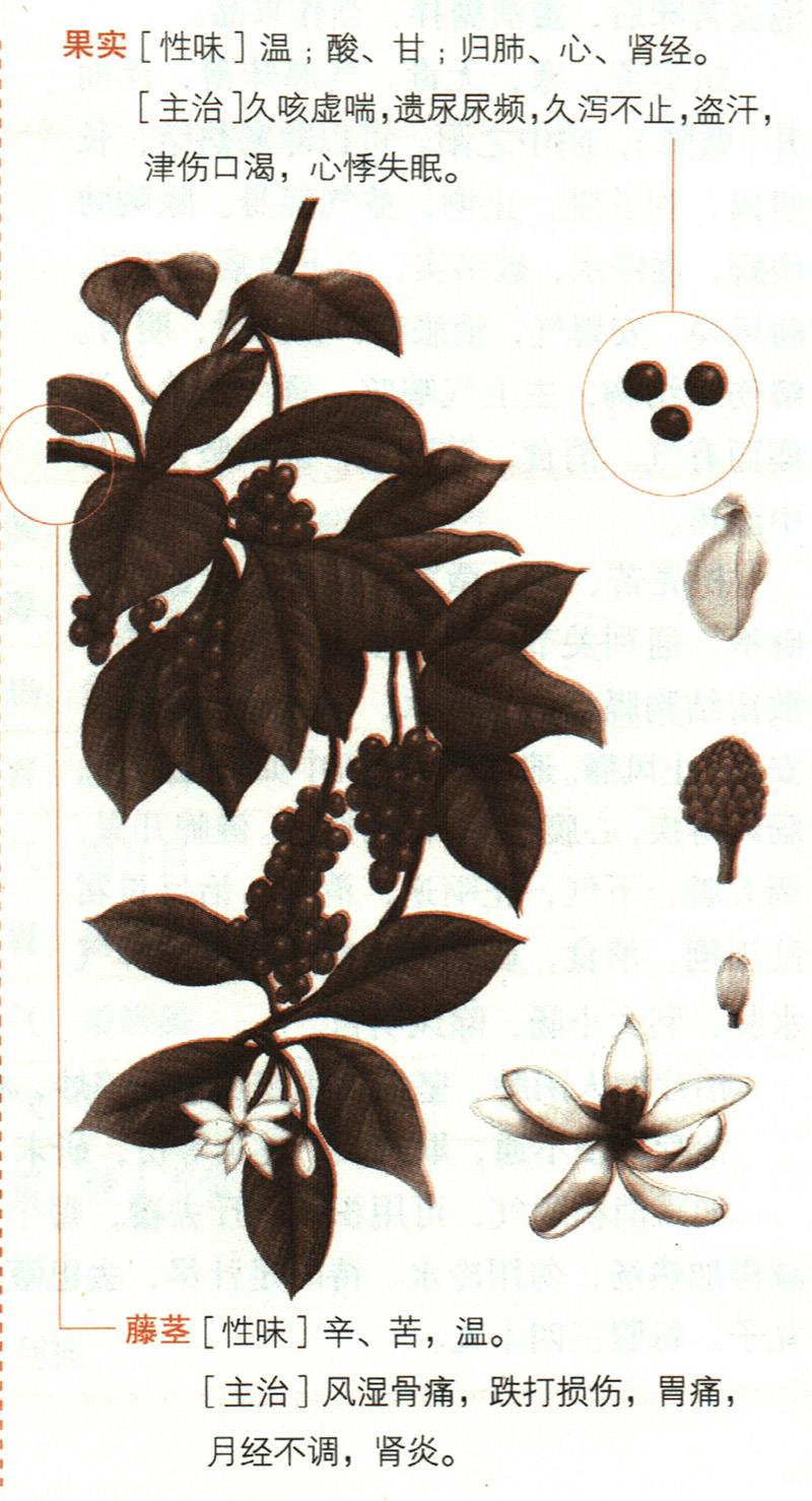 五味子具有哪些養(yǎng)生價(jià)值？